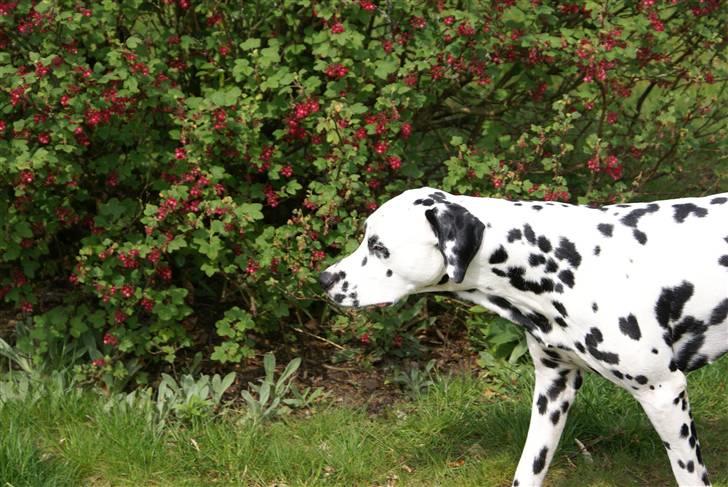 Dalmatiner Frihedens Prins Playboy  - Stille jeg har fundet noget "hmmmm" billede 10