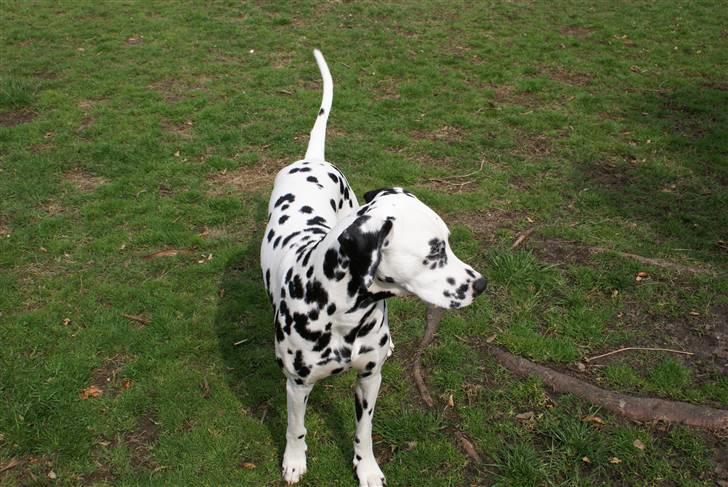 Dalmatiner Frihedens Prins Playboy  billede 11