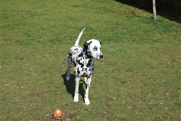 Dalmatiner Frihedens Prins Playboy  billede 12