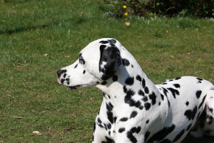 Dalmatiner Frihedens Prins Playboy  billede 13