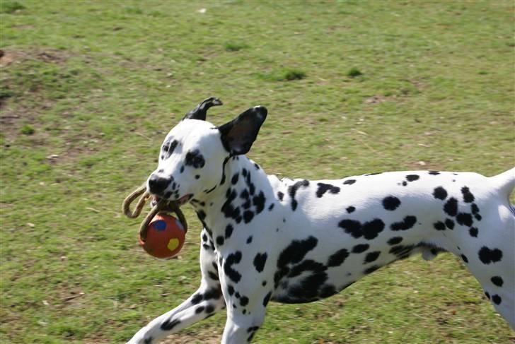 Dalmatiner Frihedens Prins Playboy  - Fuld fat frem :D billede 14