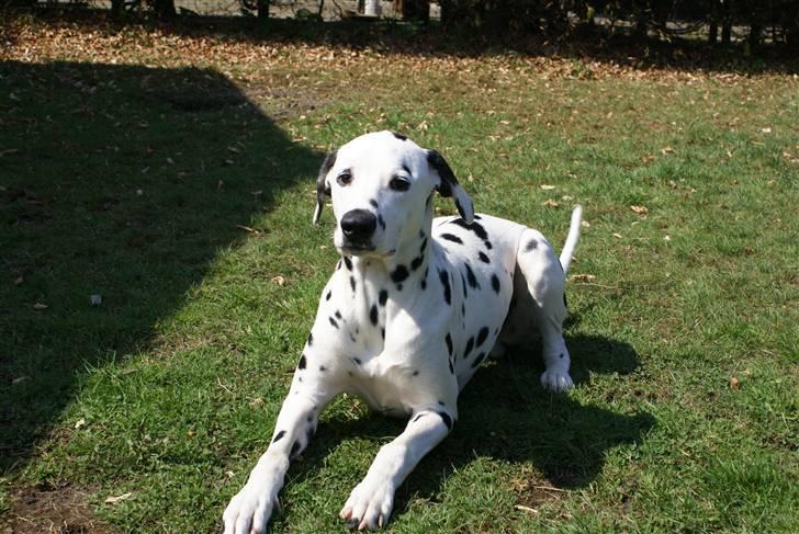 Dalmatiner Akibald R.I.P d. 4/5-2009 billede 14