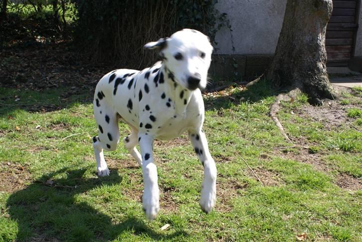 Dalmatiner Akibald R.I.P d. 4/5-2009 billede 15