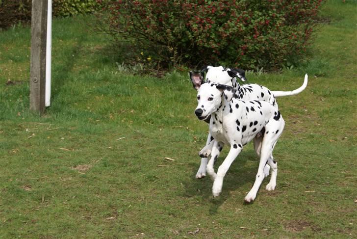 Dalmatiner Akibald R.I.P d. 4/5-2009 billede 16