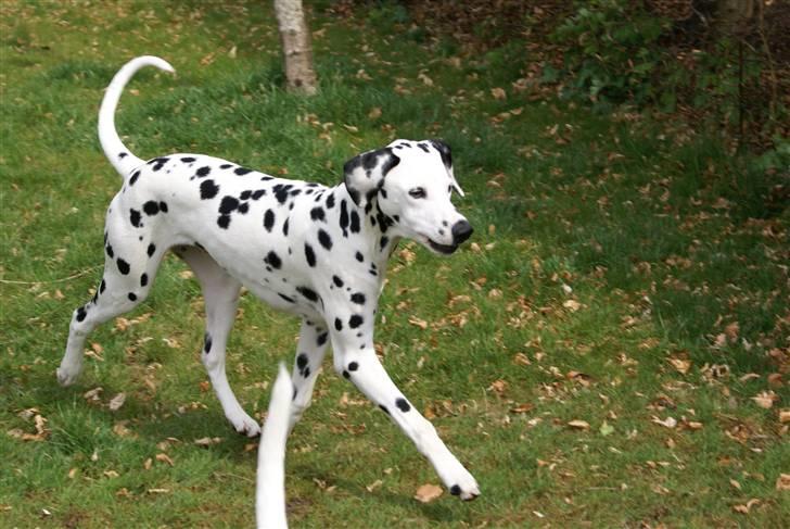 Dalmatiner Akibald R.I.P d. 4/5-2009 billede 17