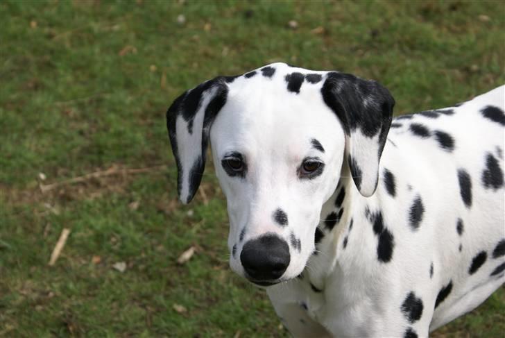 Dalmatiner Akibald R.I.P d. 4/5-2009 billede 18