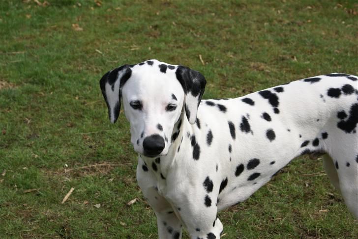 Dalmatiner Akibald R.I.P d. 4/5-2009 billede 19