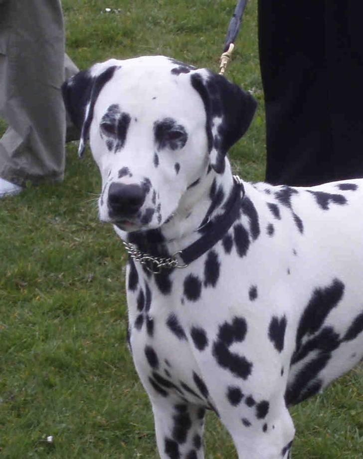 Dalmatiner Frihedens Prins Playboy  billede 15