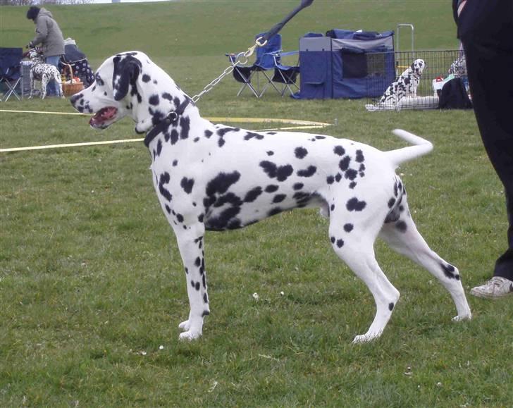 Dalmatiner Frihedens Prins Playboy  billede 16