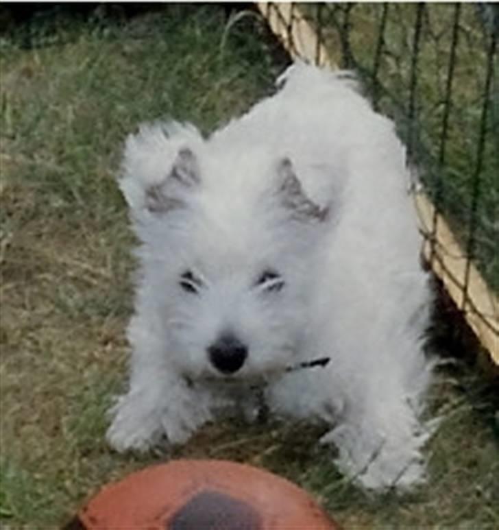 West highland white terrier Sankt Ludvig's Miss Tanja - Ude i løbe gården Da vi boede i seden :p billede 1