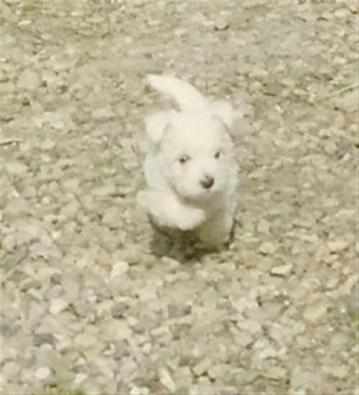 West highland white terrier Sankt Ludvig's Miss Tanja - Da vi var oppe og hente hende <3 , Det første hun gjorde var at løbe over til mig og bide i mine snørre bånd :p Jeg var ikk ret gammel. hehe billede 2