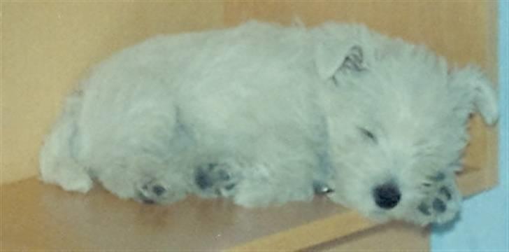 West highland white terrier Sankt Ludvig's Miss Tanja - Årh det så sødt hun kunne ligge på hylden og sove <3 også i seden <3 billede 3