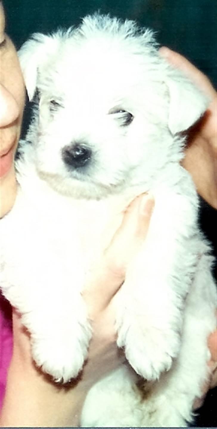 West highland white terrier Sankt Ludvig's Miss Tanja - Min mor står med hende , se hvor lille hun var :p billede 4