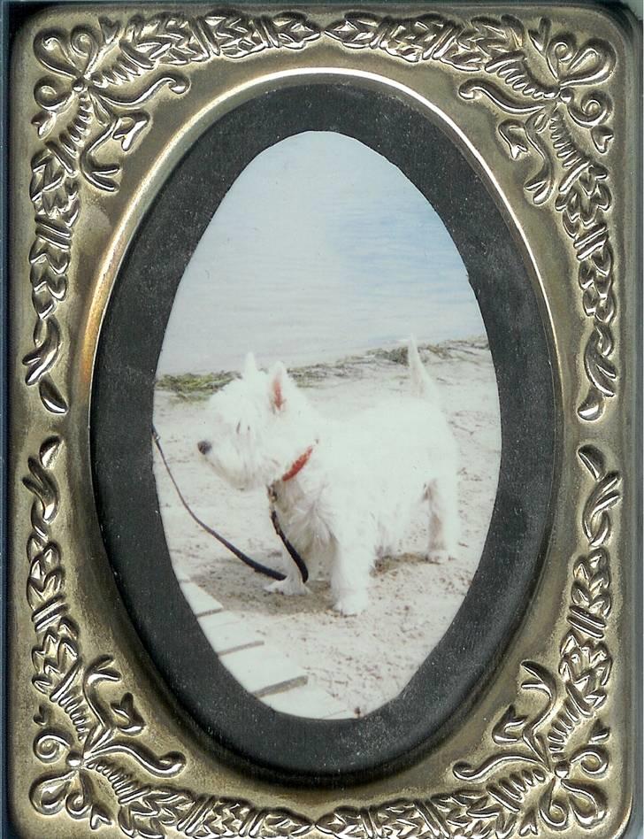 West highland white terrier Sankt Ludvig's Miss Tanja - tanja ved bøgebjerg mener jeg det var, da vi boede på holmen :p billede 5