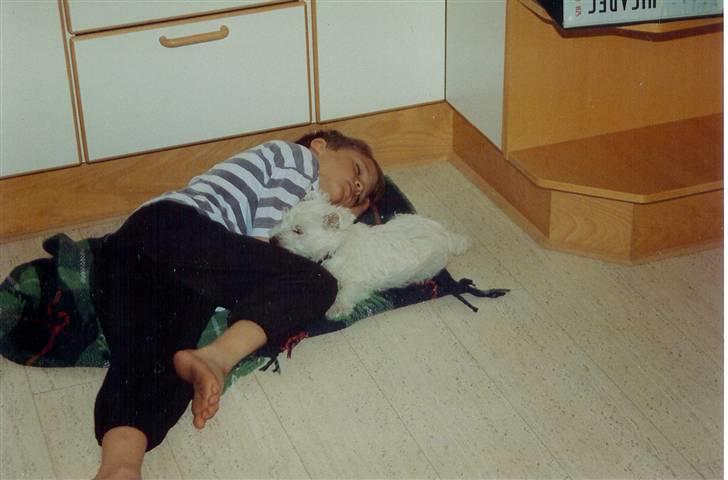 West highland white terrier Sankt Ludvig's Miss Tanja - Tanja og mads der ligger og sover på køkken gulvet :p billede 6