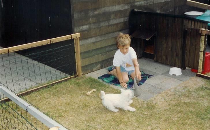 West highland white terrier Sankt Ludvig's Miss Tanja - haha mads og tanja leger ,, han er godt nok lille der mads :p Da vi boede i seden ;p billede 7