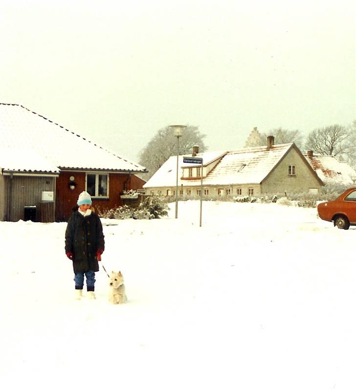 West highland white terrier Sankt Ludvig's Miss Tanja - Ude i sneen :D Det store Hvide/grå hus i baggrunden er vores gamle hus på holmen, nærmere kaldt dalby :) billede 8