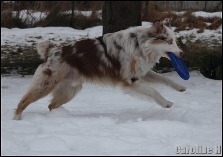 Australian shepherd Felix - Oppdatert: jan09 billede 15