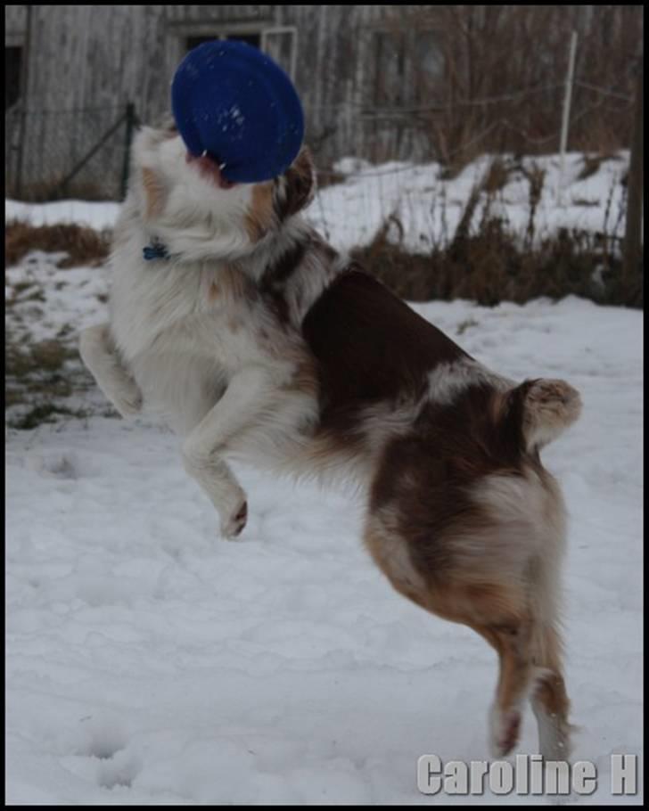 Australian shepherd Felix - Oppdatert: jan09 billede 16