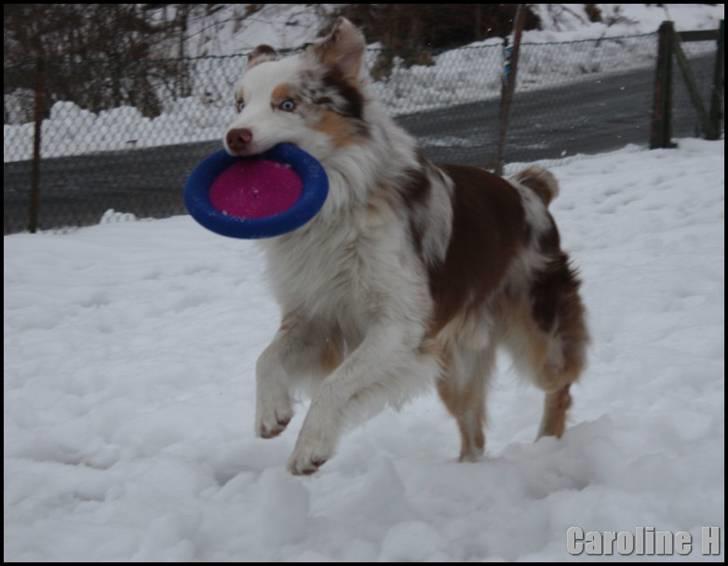 Australian shepherd Felix - Oppdatert: jan09 billede 18