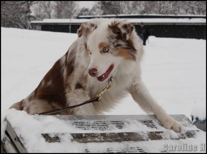 Australian shepherd Felix - Oppdatert: feb09 billede 20
