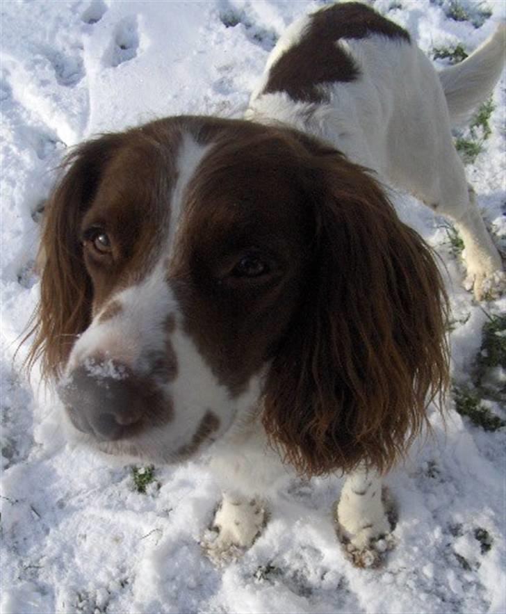 Field Trial spaniel Mickey  - Mickey i sneen 2008. Han elsker sne (; billede 18