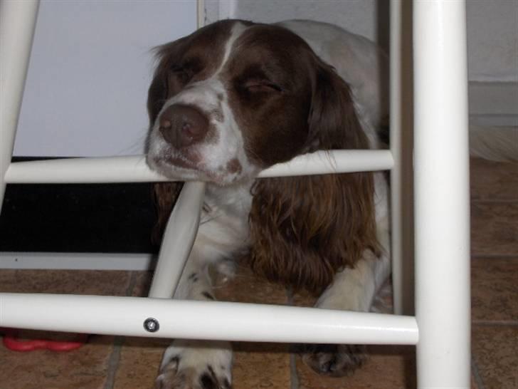 Field Trial spaniel Mickey  - Mickey under køkkenbordet som der er hans yndlingsted at ligge (; billede 19