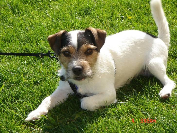 Jack russell terrier Knud - Er jeg ikke smuk billede 8