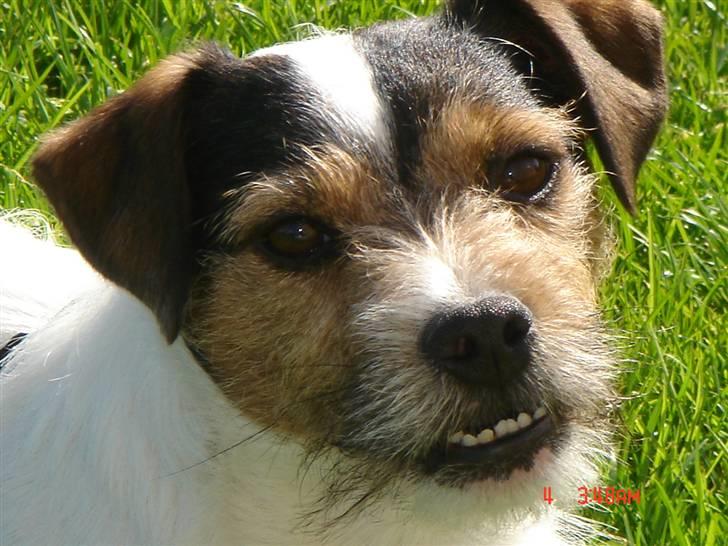 Jack russell terrier Knud - Hvem sagde jeg havde underbid ;) billede 10
