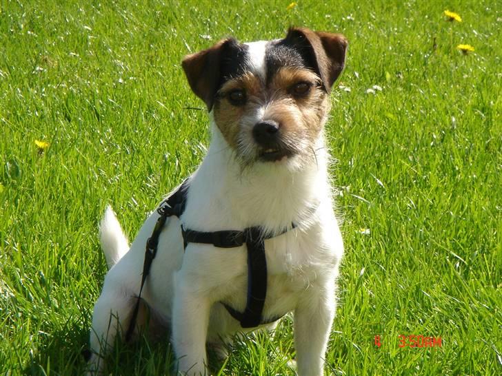 Jack russell terrier Knud - Er jeg ikke Flot ? billede 11
