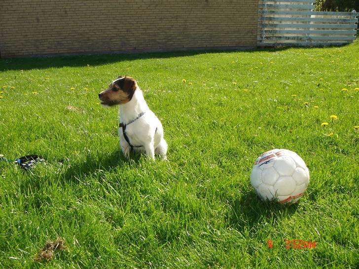 Jack russell terrier Knud - Kom nu mor Skyyyyd !!! billede 12
