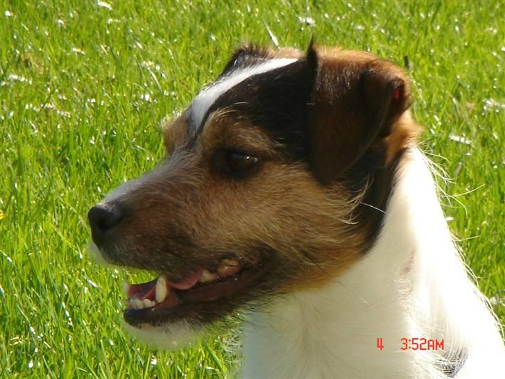 Jack russell terrier Knud - Tror der er et tøsebarn derovre mor  billede 13