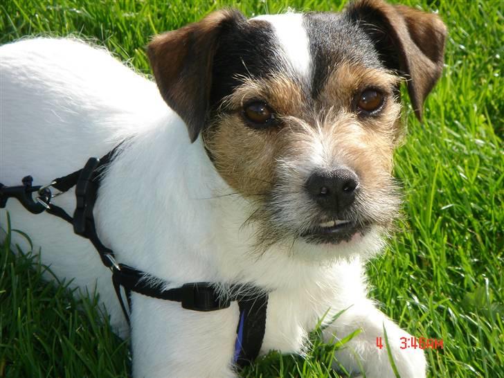 Jack russell terrier Knud - Hva så tøser nogle der vil lege ? billede 14