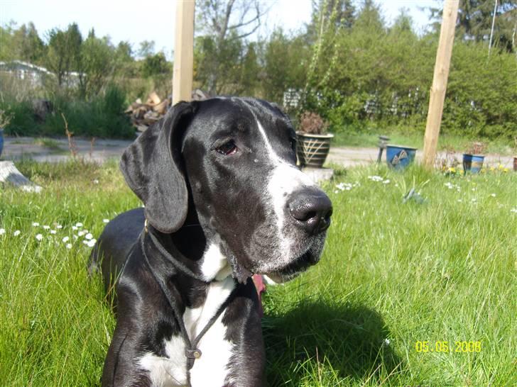 Grand danois Troja - Taget har idag den 5 maj billede 1