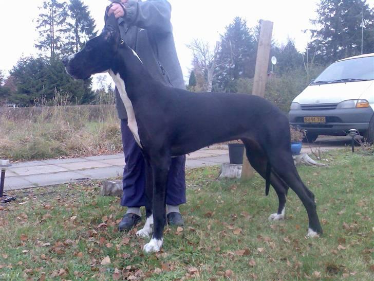 Grand danois Troja billede 2