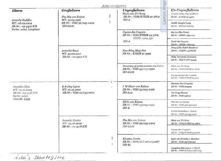 Lhasa apso Seng Tru heaven´s Asha - Asha´s stamtavle billede 7