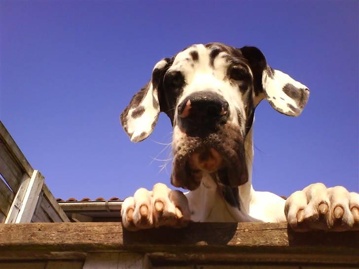 Grand danois Simba - Hej med dig billede 1