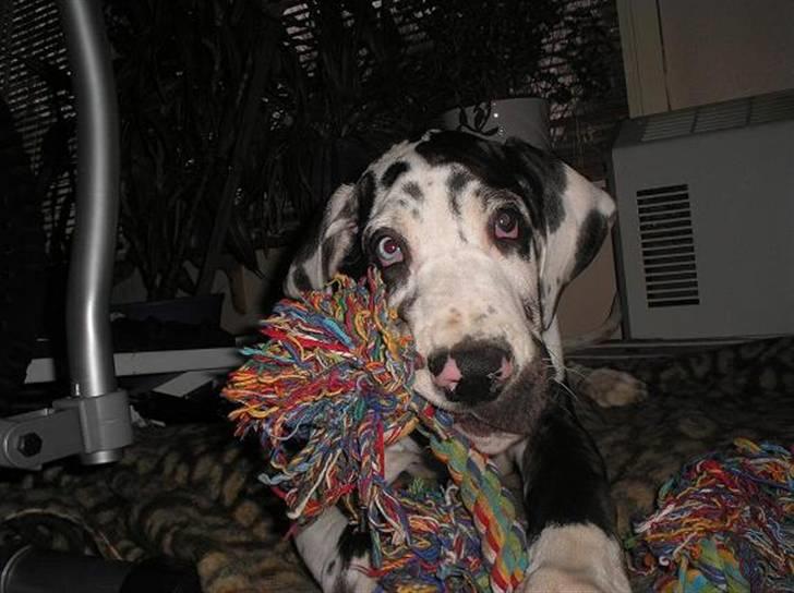 Grand danois Simba - Også kun et år billede 2