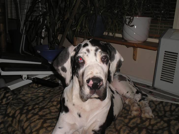 Grand danois Simba - Kun et år gammel billede 3