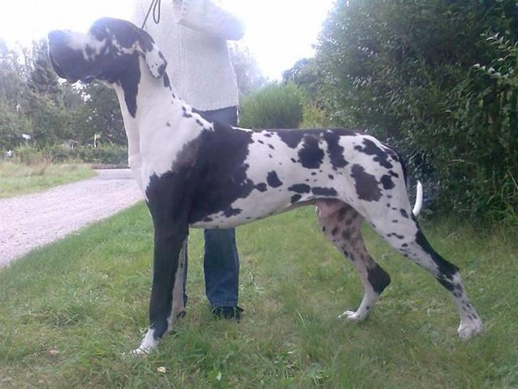 Grand danois Simba - Sidste efterår billede 4