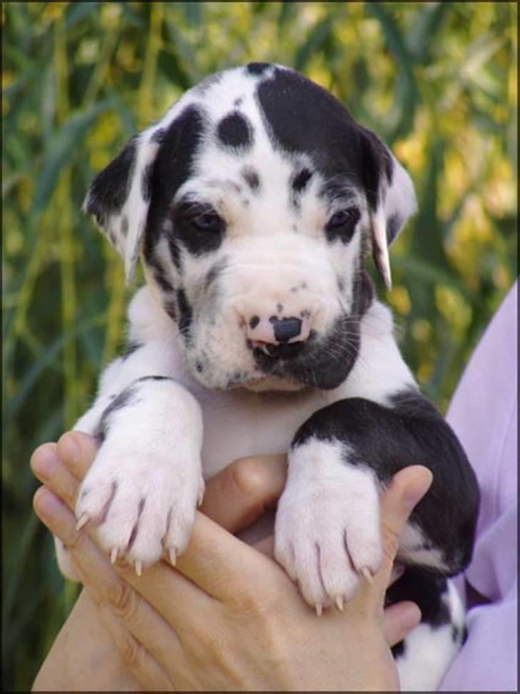 Grand danois Simba - Som lille Baby hvalp billede 5