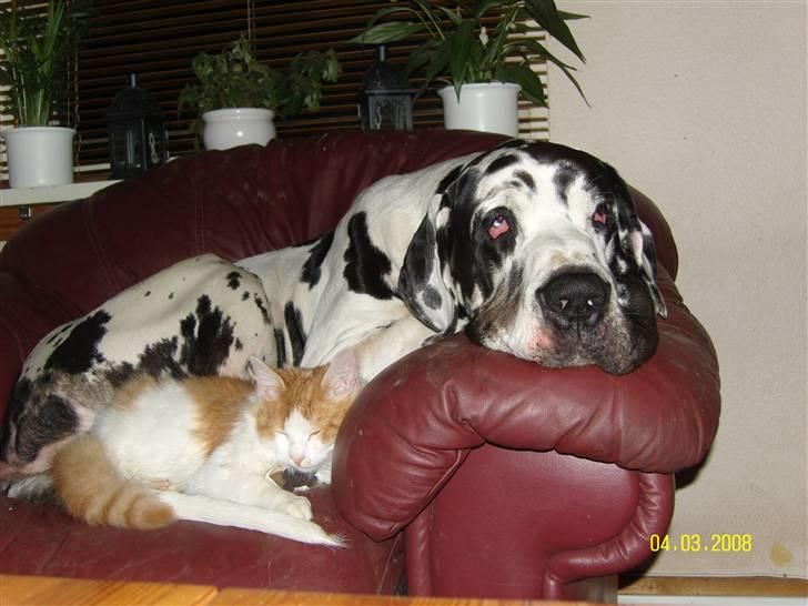 Grand danois Simba billede 6