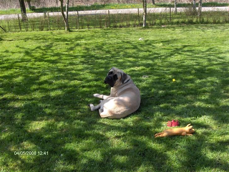 Mastiff Carla  (himmelhund) billede 17