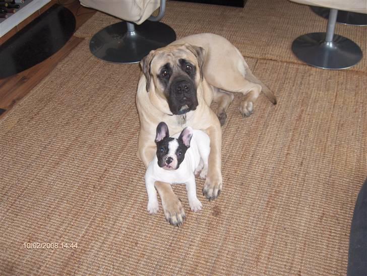 Mastiff Carla  (himmelhund) billede 18