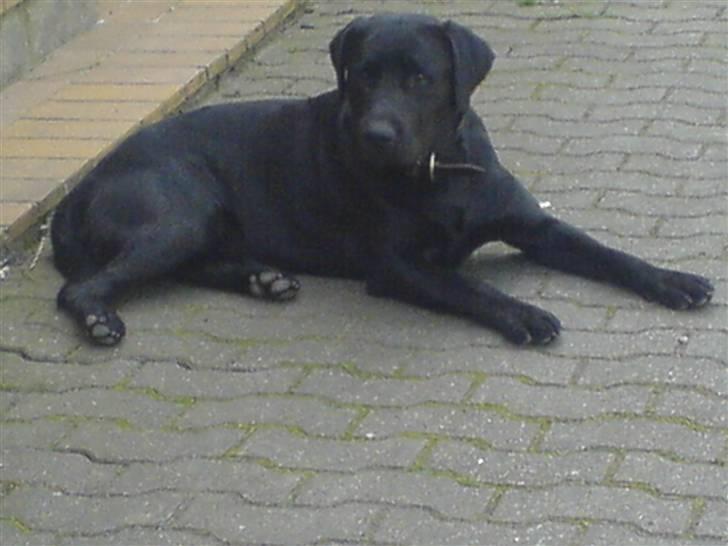 Labrador retriever Balto billede 1