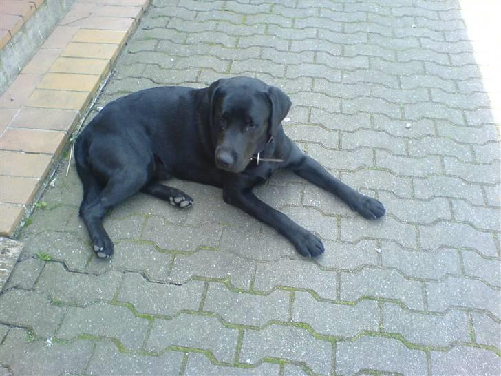 Labrador retriever Balto billede 2