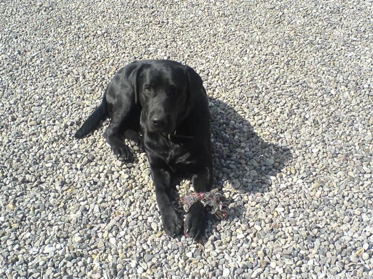 Labrador retriever Balto billede 3