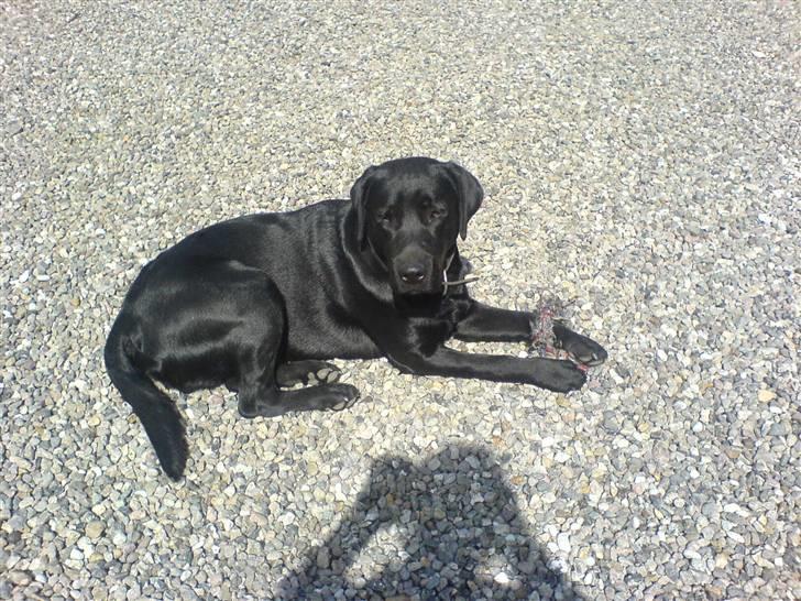 Labrador retriever Balto billede 4