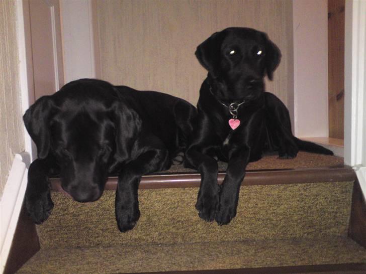 Labrador retriever Balto billede 5