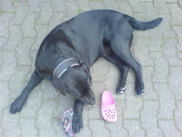 Labrador retriever Balto billede 6